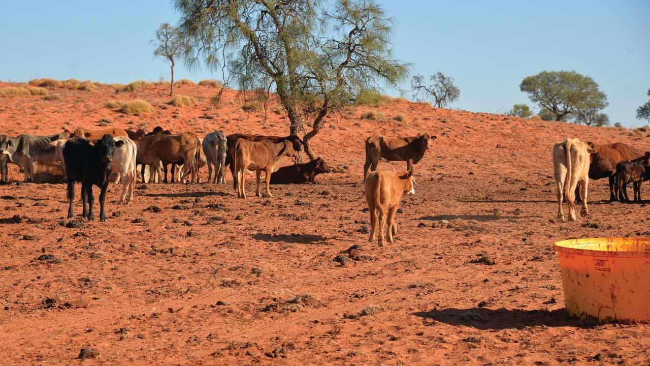 'We can't buy rain': drought taking a toll on farmers