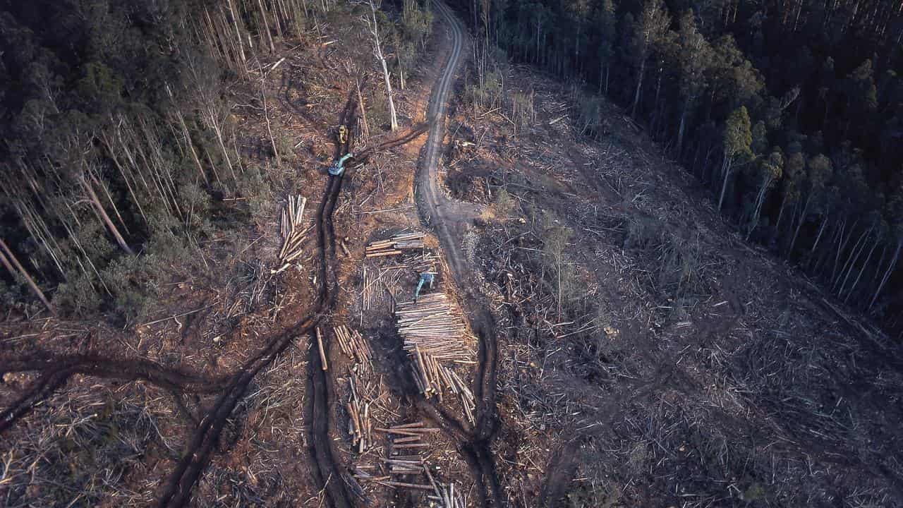 Old-growth trees could be logged under native expansion