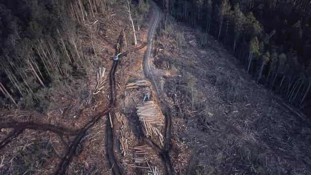 Old-growth trees could be logged under native expansion