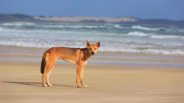 Repeat offender hit with hefty fine for feeding dingo