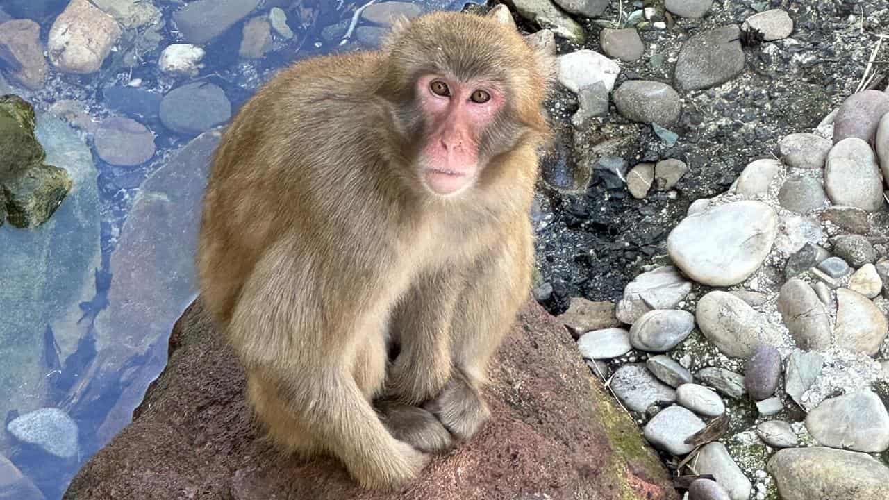 Long goodbye for beloved monkey troop over health fears