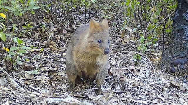 River project catches 'surprising creature' on camera