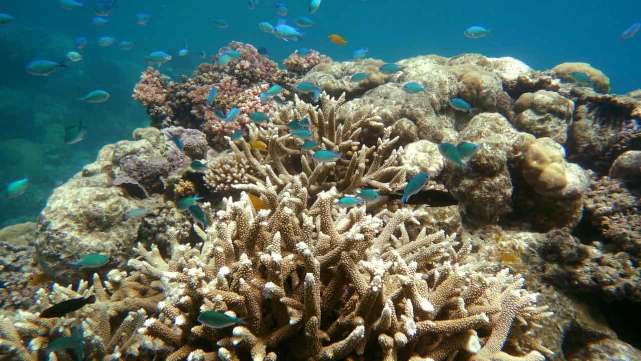 'Summer from hell' sparks reef coral bleaching fears