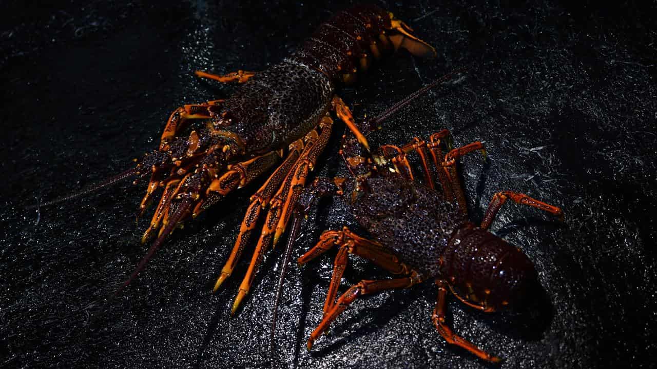 Live lobsters back on Chinese menus as relations thaw