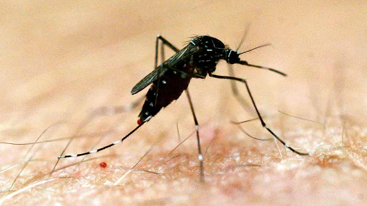 Wet-spell sting as mosquito-borne disease threat rises