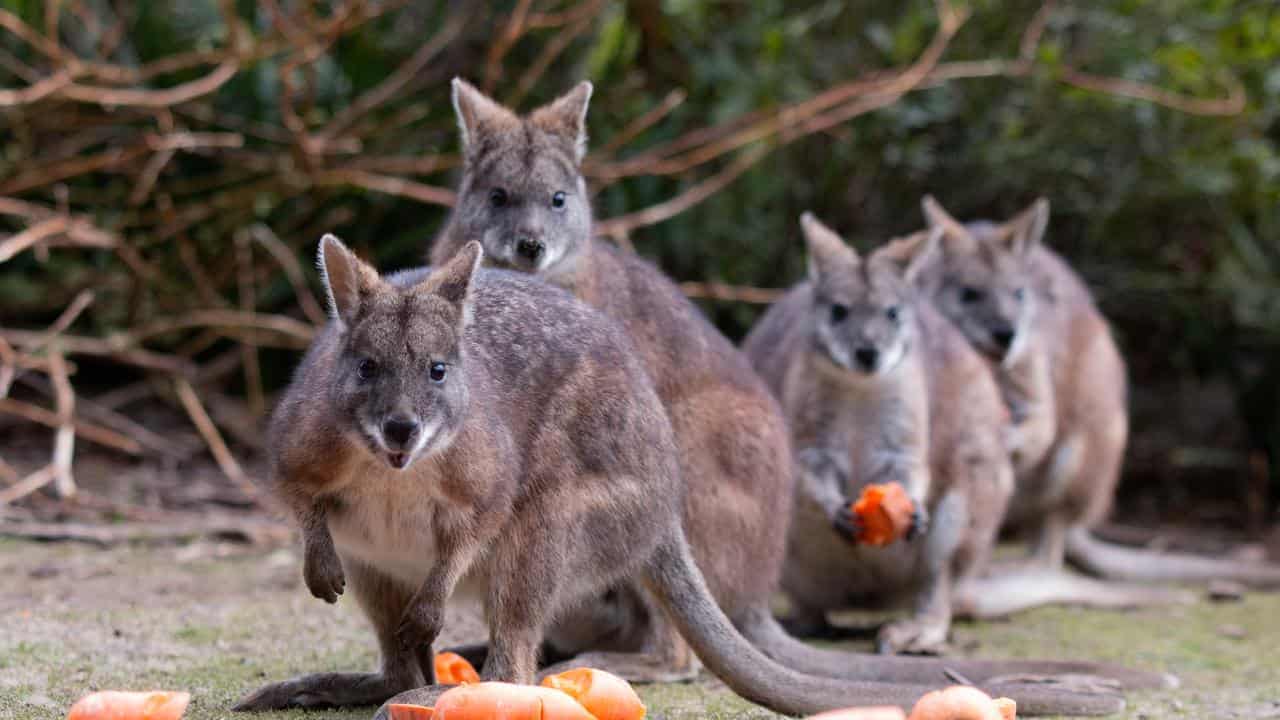 Plea to save wallabies from becoming feasts for foxes