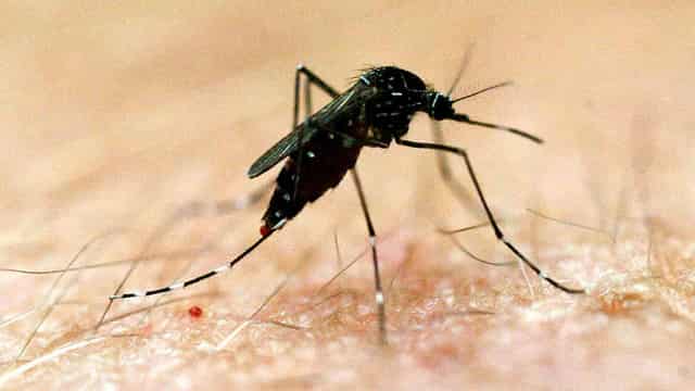 Summer's first case of mosquito-borne virus detected