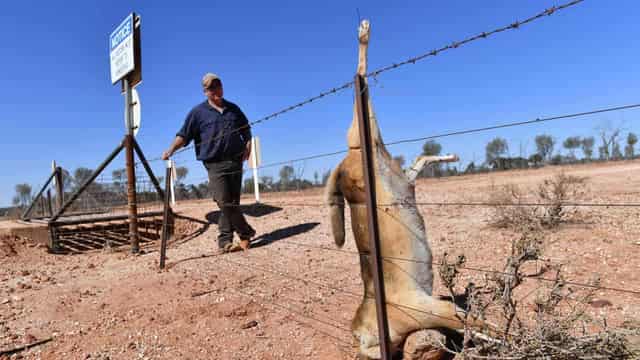 Sights on bounty hunters to help cull feral pests