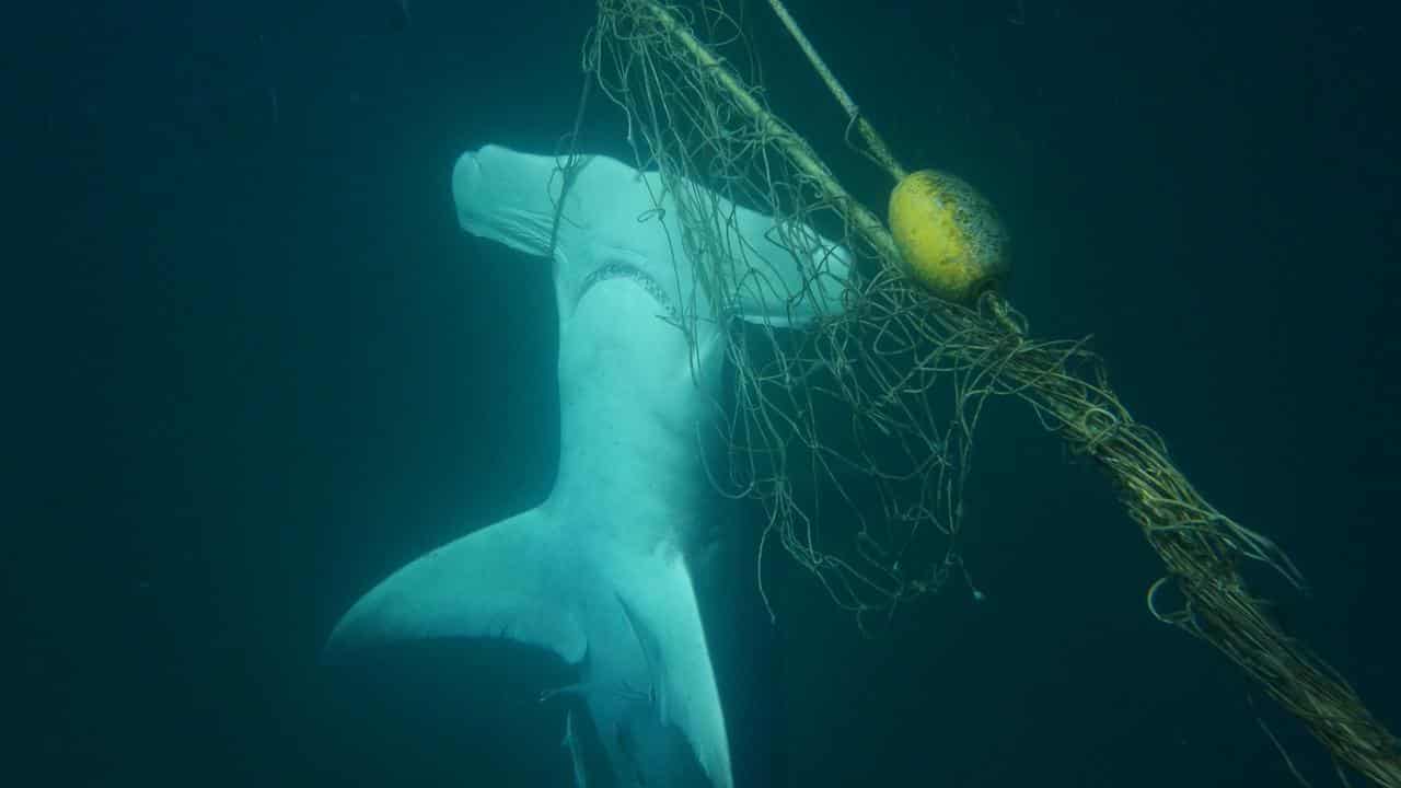 Support grows to ditch shark nets along popular beaches