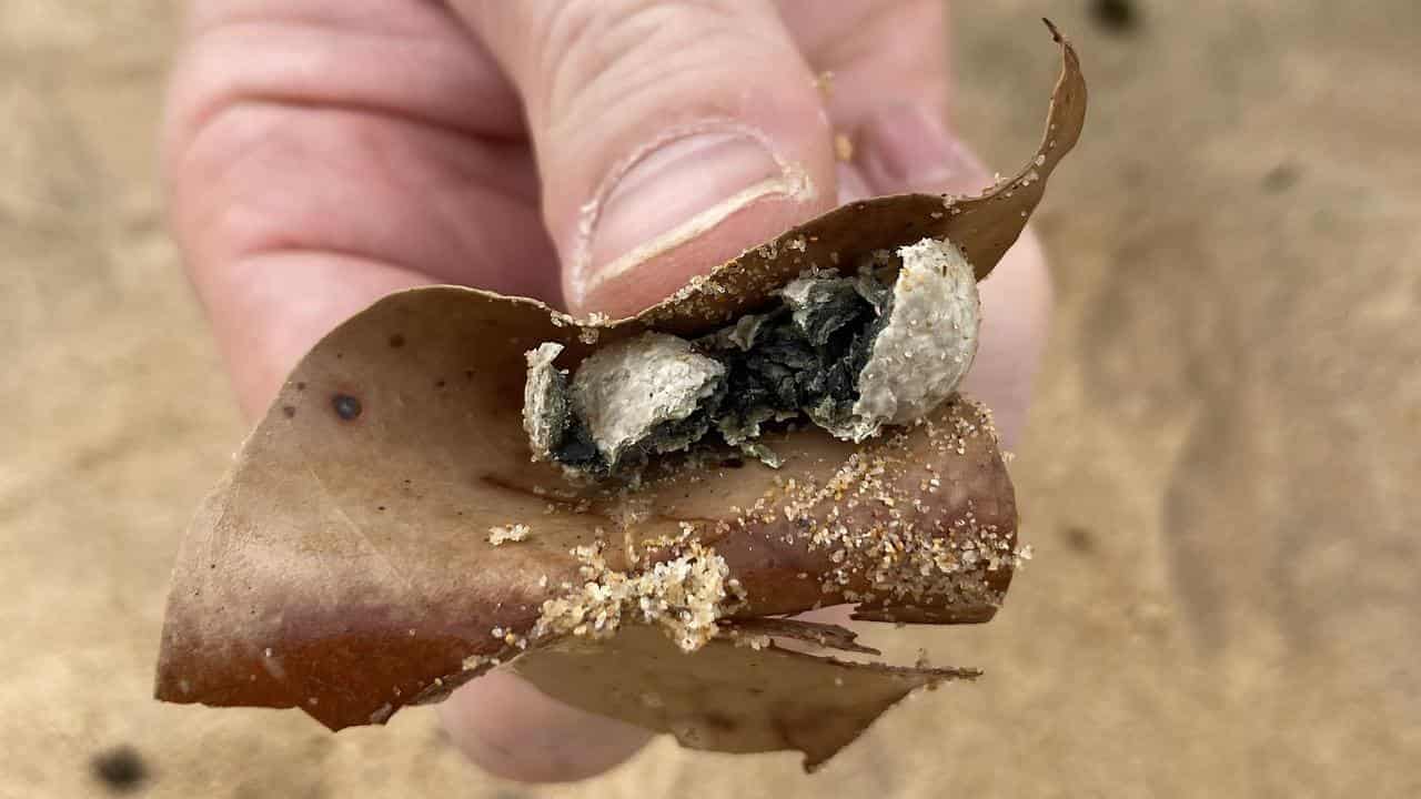 Mystery marble-like balls force nine beach closures