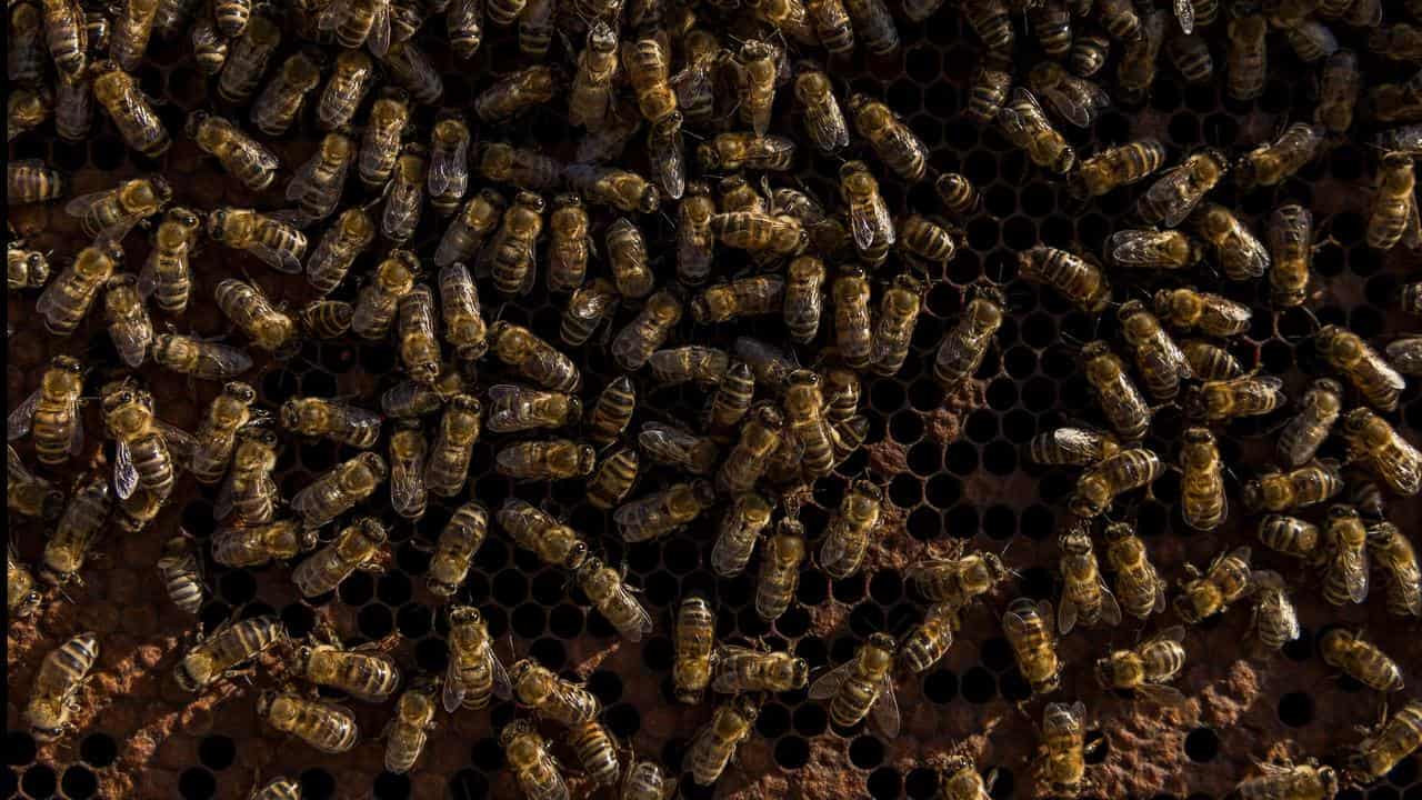 No, bee venom 'healing' spray hasn't been approved by health body