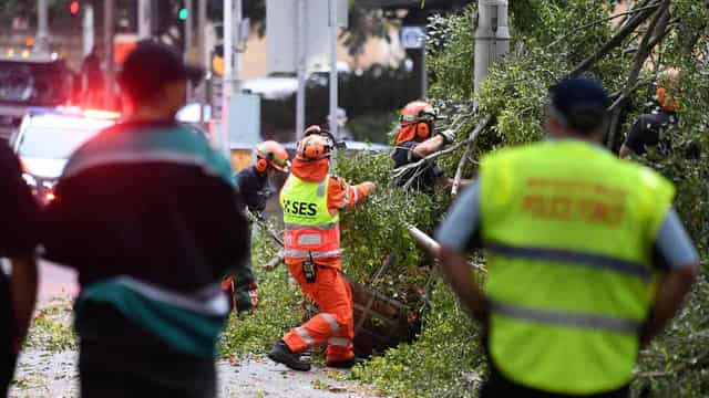 Big falling tree crashes onto inner city pedestrians