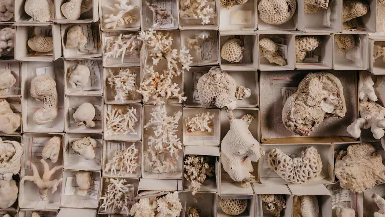 Coral back in Australia after more than 100 years in US