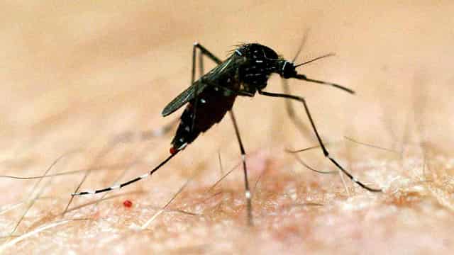 No, genetically modified mosquitoes won't be used to vaccinate Australians