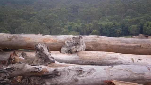 Koala 'biggest loser' of federal land-clearing consents