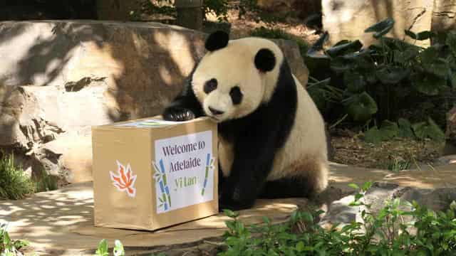 Giant pandas debut at Adelaide Zoo