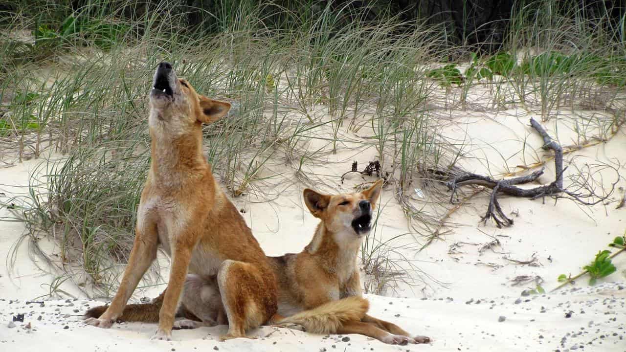 Warning to parents after dingo attacks four-year-old