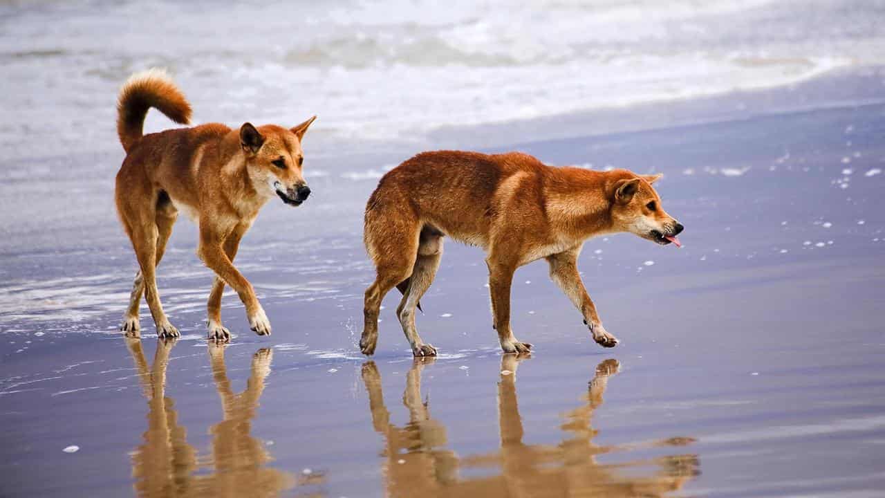 Two-year-old bitten in second dingo attack in two days