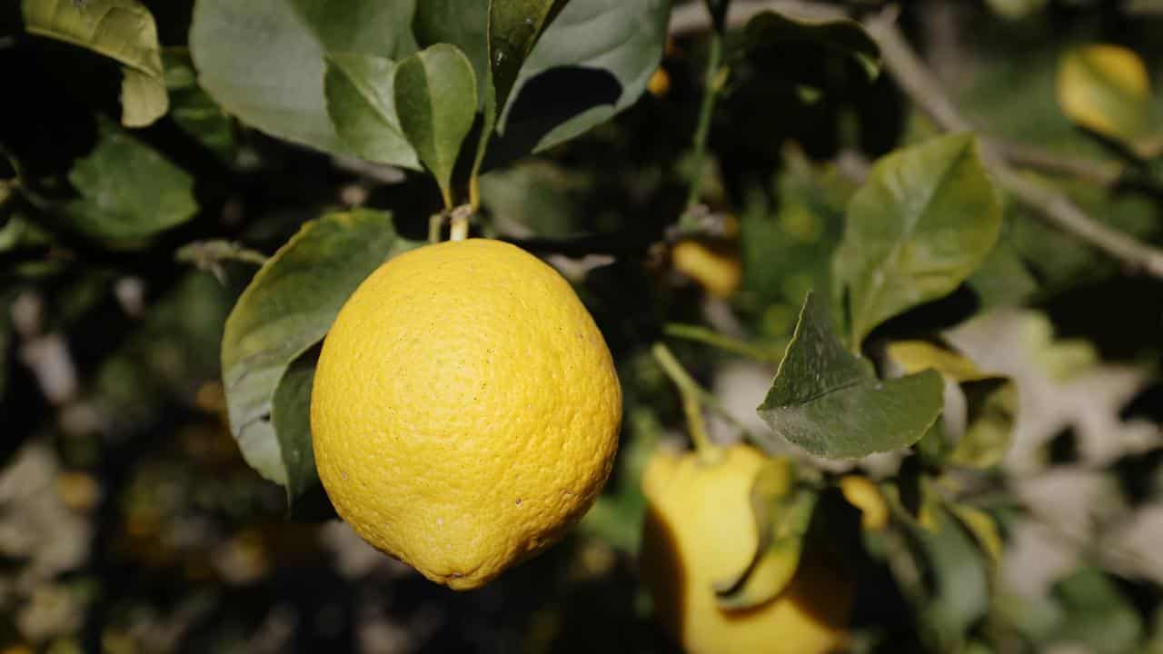 Video of Barbara O’Neill saying lemons cure diabetes is an AI fake
