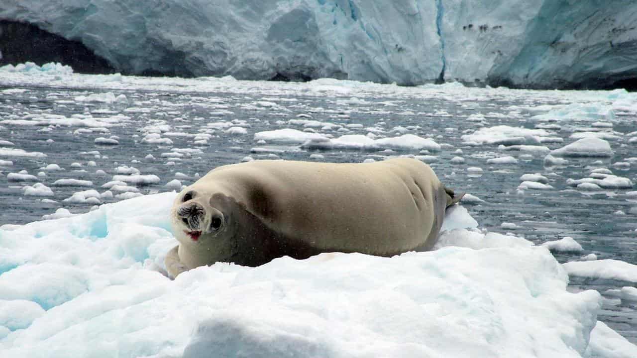 Climate 'lies' claim misrepresents Antarctic sea ice loss
