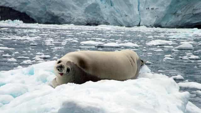 Climate 'lies' claim misrepresents Antarctic sea ice loss