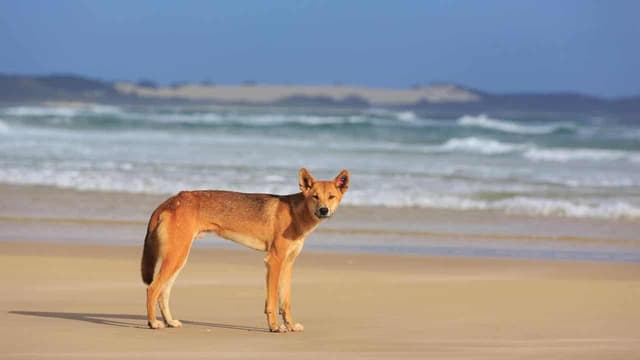 Boy bitten in latest dingo attack at tourist spot