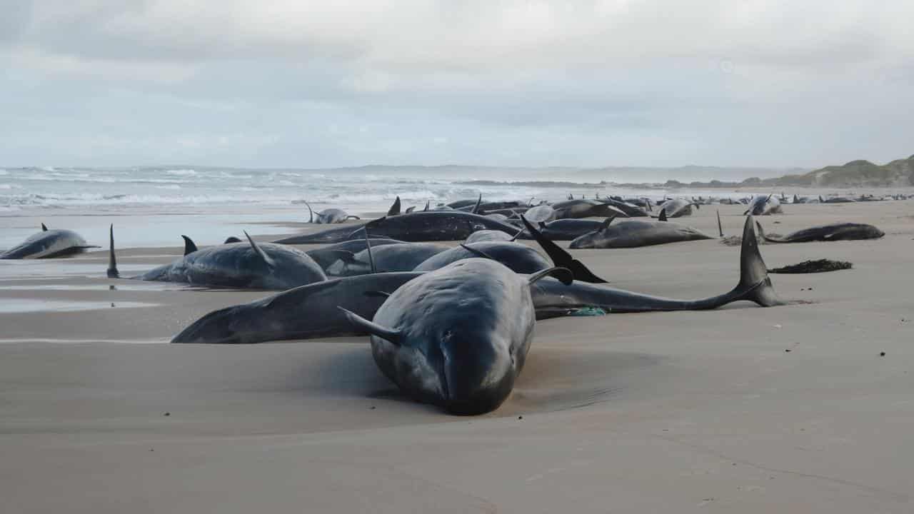 Grim end to 'horrific' stranding of false killer whales