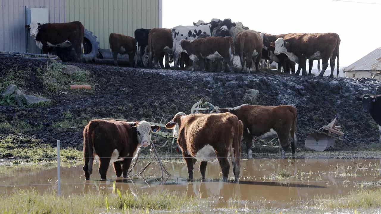 Growers move stock higher, bracing for Cyclone Alfred