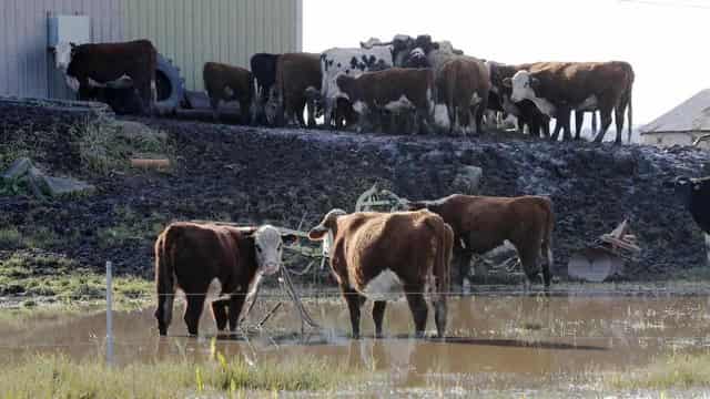 Growers move stock higher, bracing for Cyclone Alfred