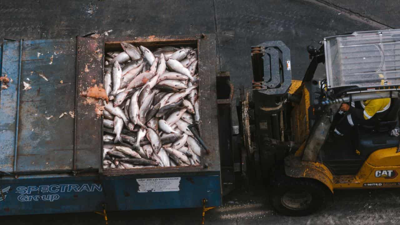 'Unprecedented': thousands of tonnes of dead salmon