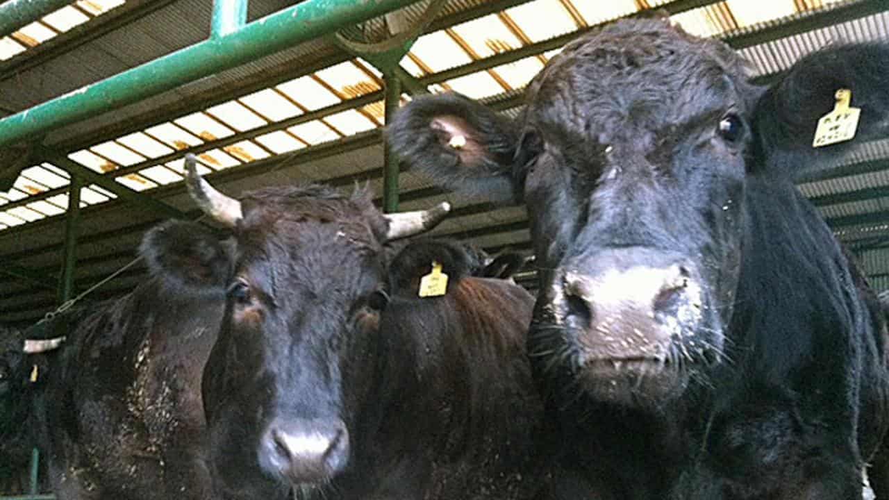 Australia's beef producers vow to fight US tariffs