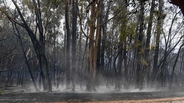 Police arrest man suspected of lighting bushfires