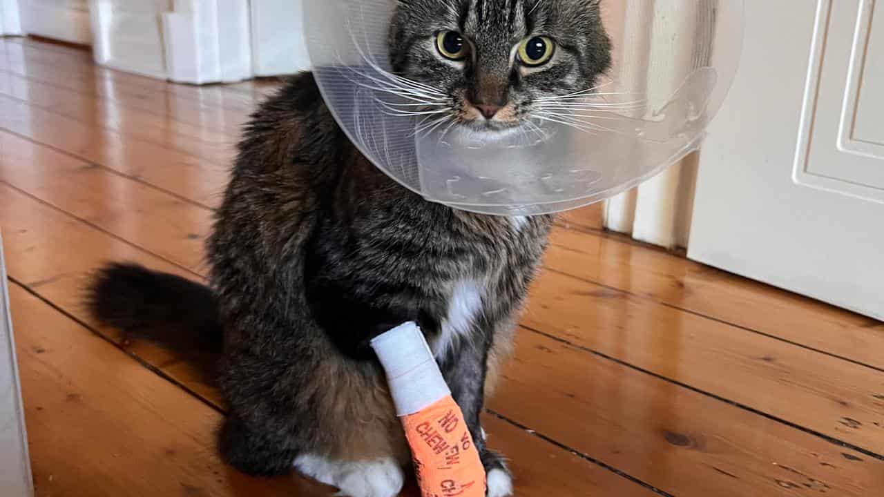 'Barbaric devices': outrage over steel-jawed cat traps
