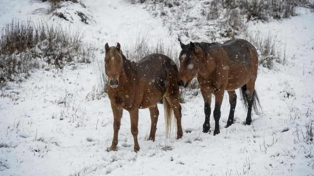 Brumbies' fate in the balance as aerial shooting halted