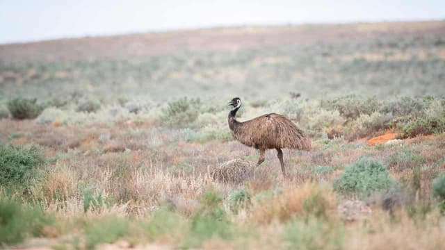 Claims about ancient monument in Australian outback ring alarm bells