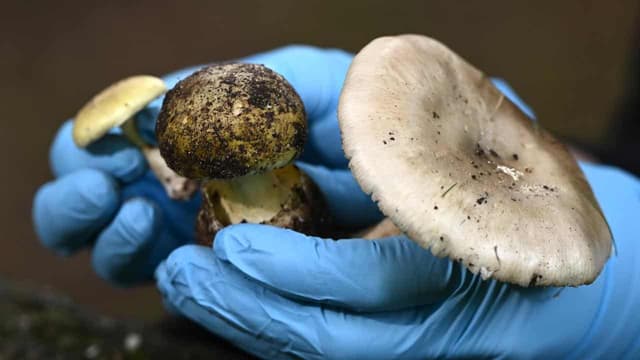 Murder trial told how death cap mushrooms become lethal