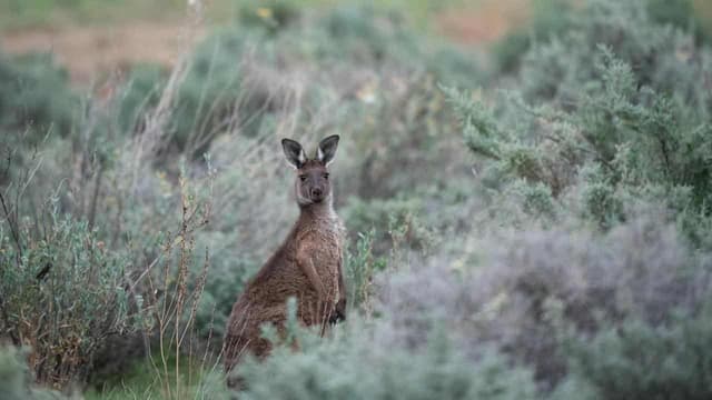 Thorny nature reforms threaten to entangle new minister