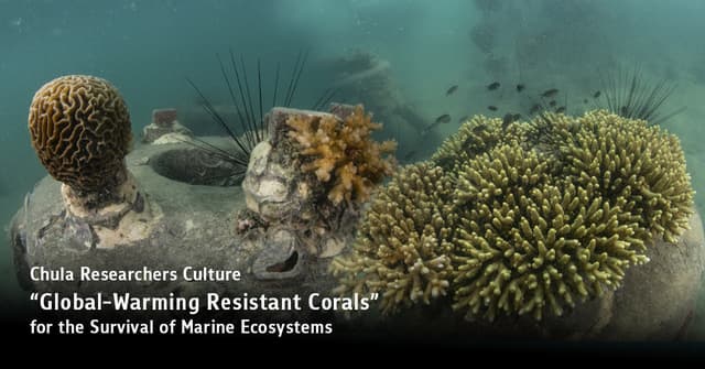 Chula Researchers Culture "Global-Warming Resistant Corals" for the Survival of Marine Ecosystems