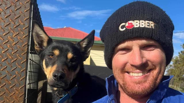 A ripper race to find Australia's hardest-working dog