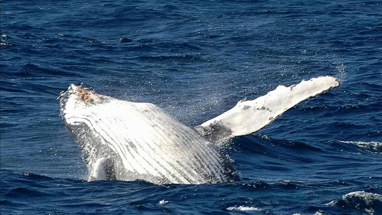 Maps reveal 'obstacle course' for migrating whales