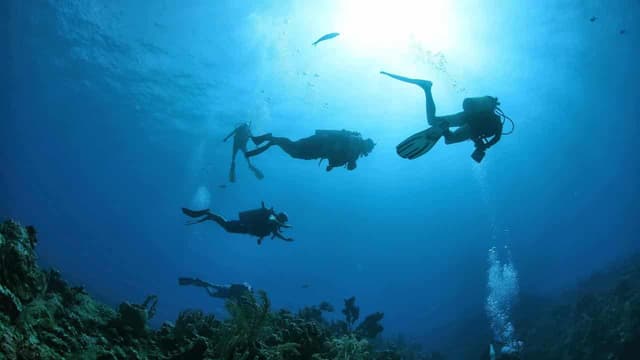 Hard truths: pioneering coral researcher shines