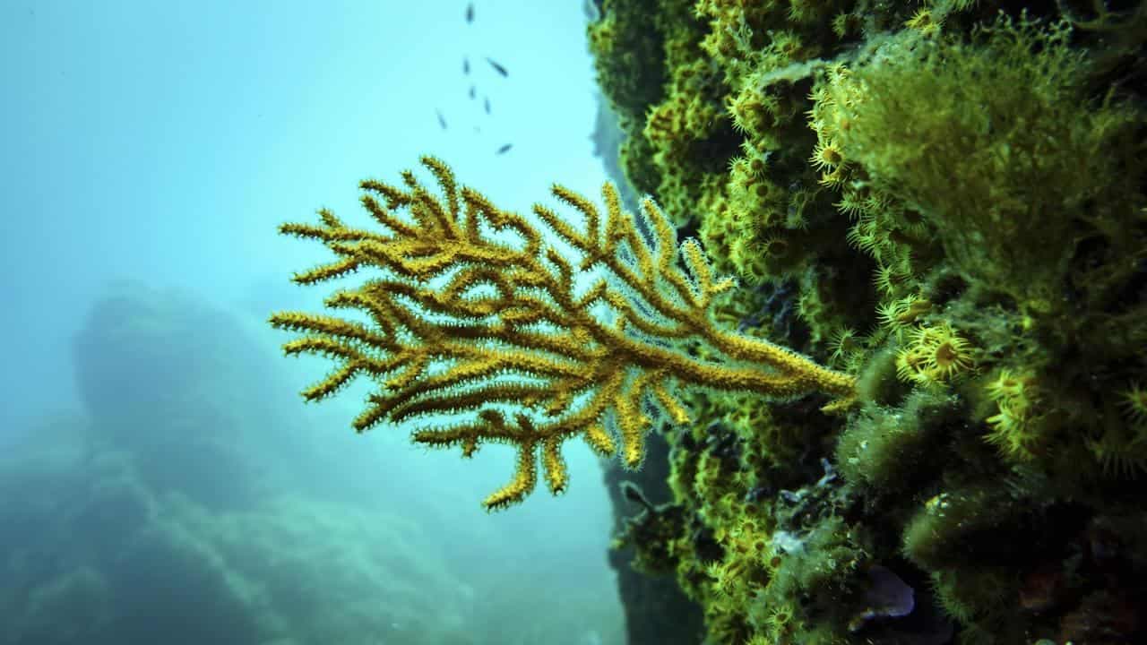 Push to turn promises into protection at UN ocean meet