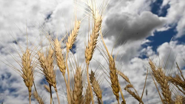 Biosecurity boost in move to protect powerhouse sector