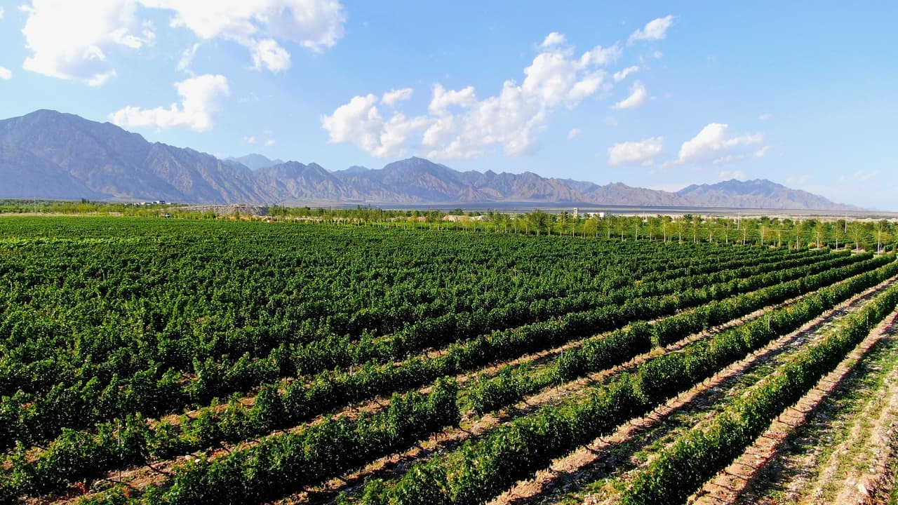 Xinhua Silk Road: Yinchuan supports China's wine industry in going global