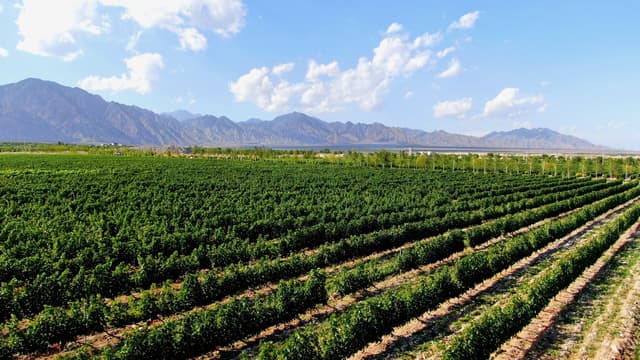 Xinhua Silk Road: Yinchuan supports China's wine industry in going global