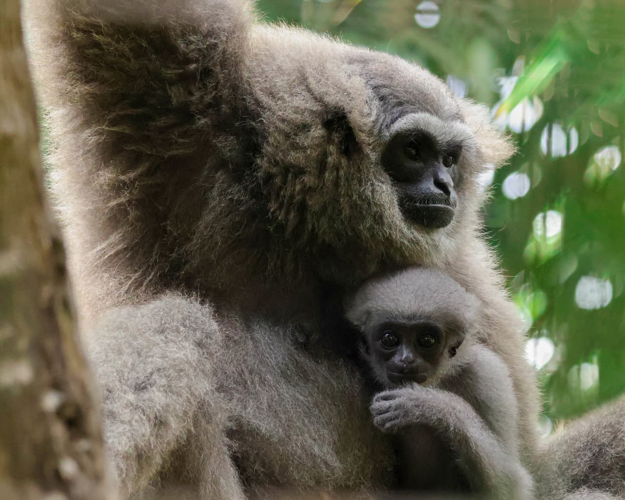 Three Generations Strong: Bali Zoo's Silvery Gibbon Legacy Grows