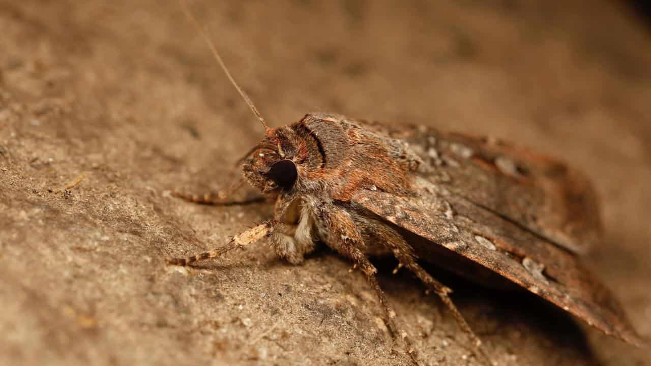 Starry nights light the way for Bogong moth migration