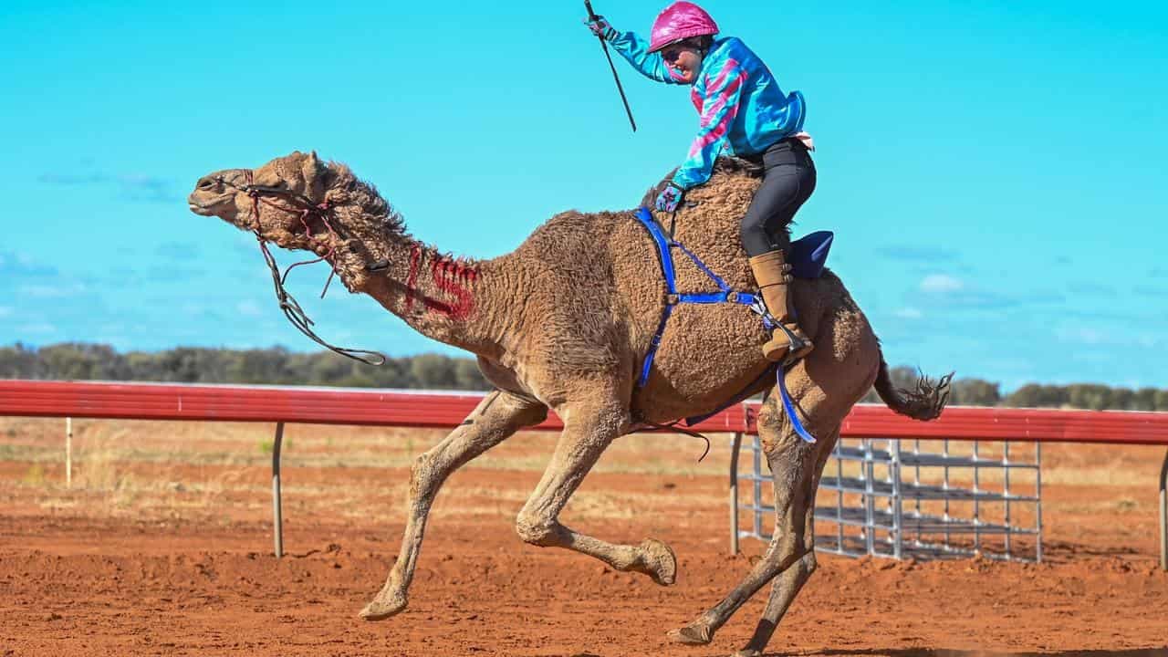 Forget the diamonds, camels are a girl's best friend