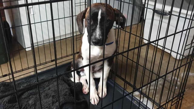 Animal cruelty action dogged by tight leash on funds