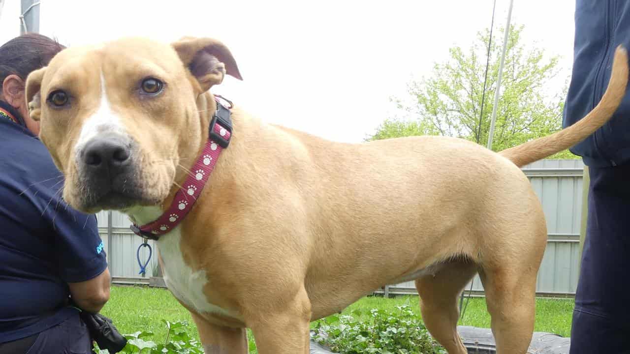 Animal lovers despair as cuts to cruelty watchdog bite